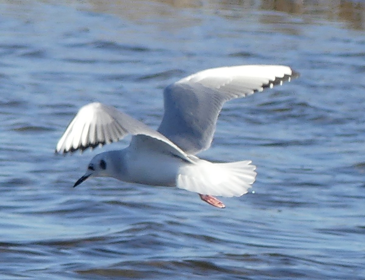 ボナパルトカモメ - ML646077226