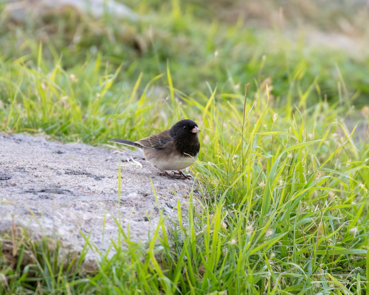 Dark-eyed Junco - ML646077232