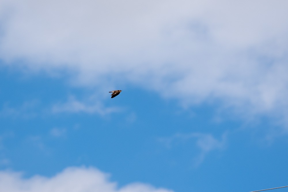 vlaštovka šedohnědá - ML646077235