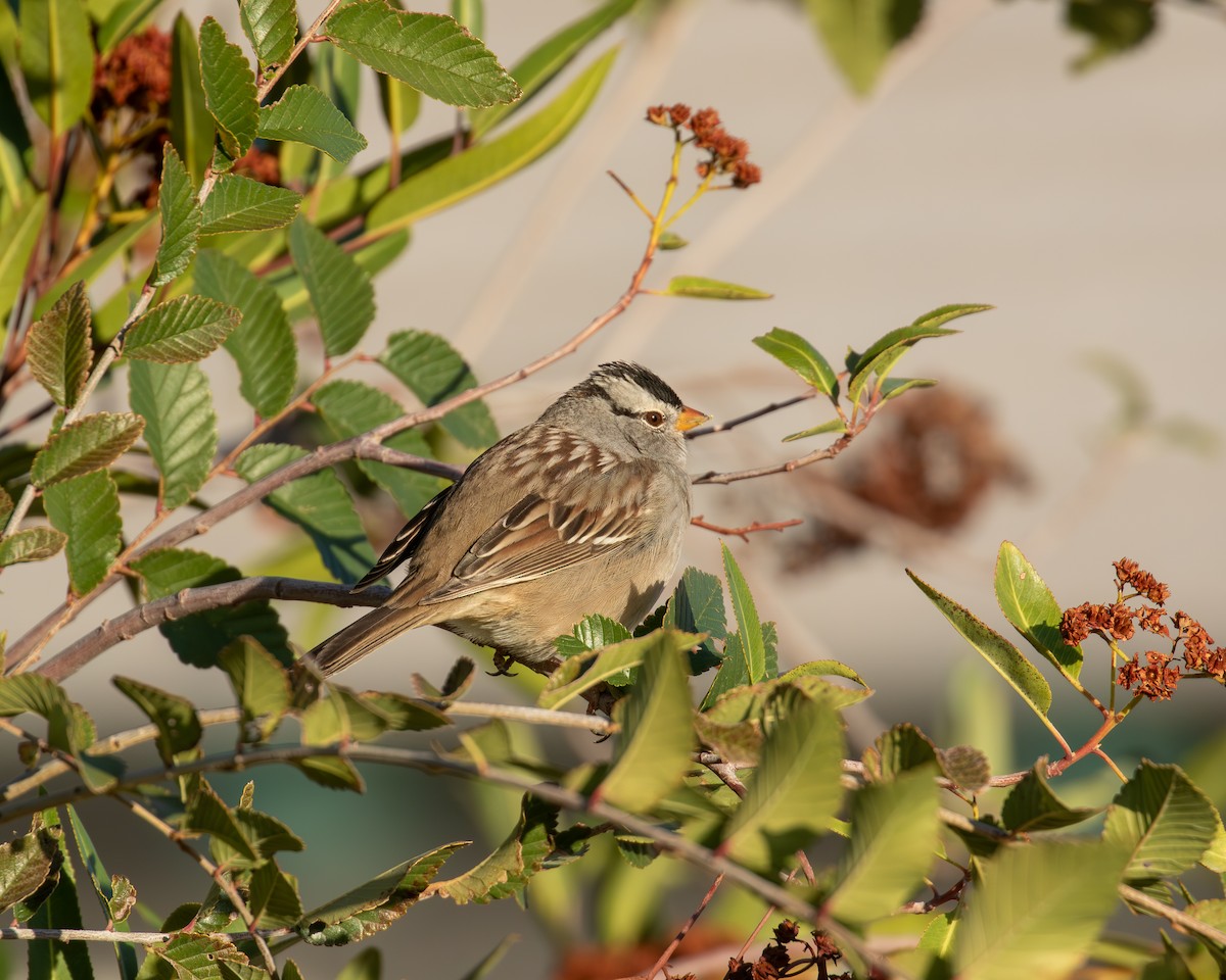 White-crowned Sparrow - ML646077238