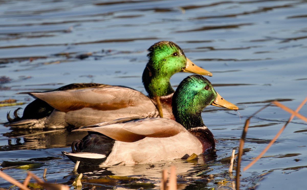 Mallard - ML646077240