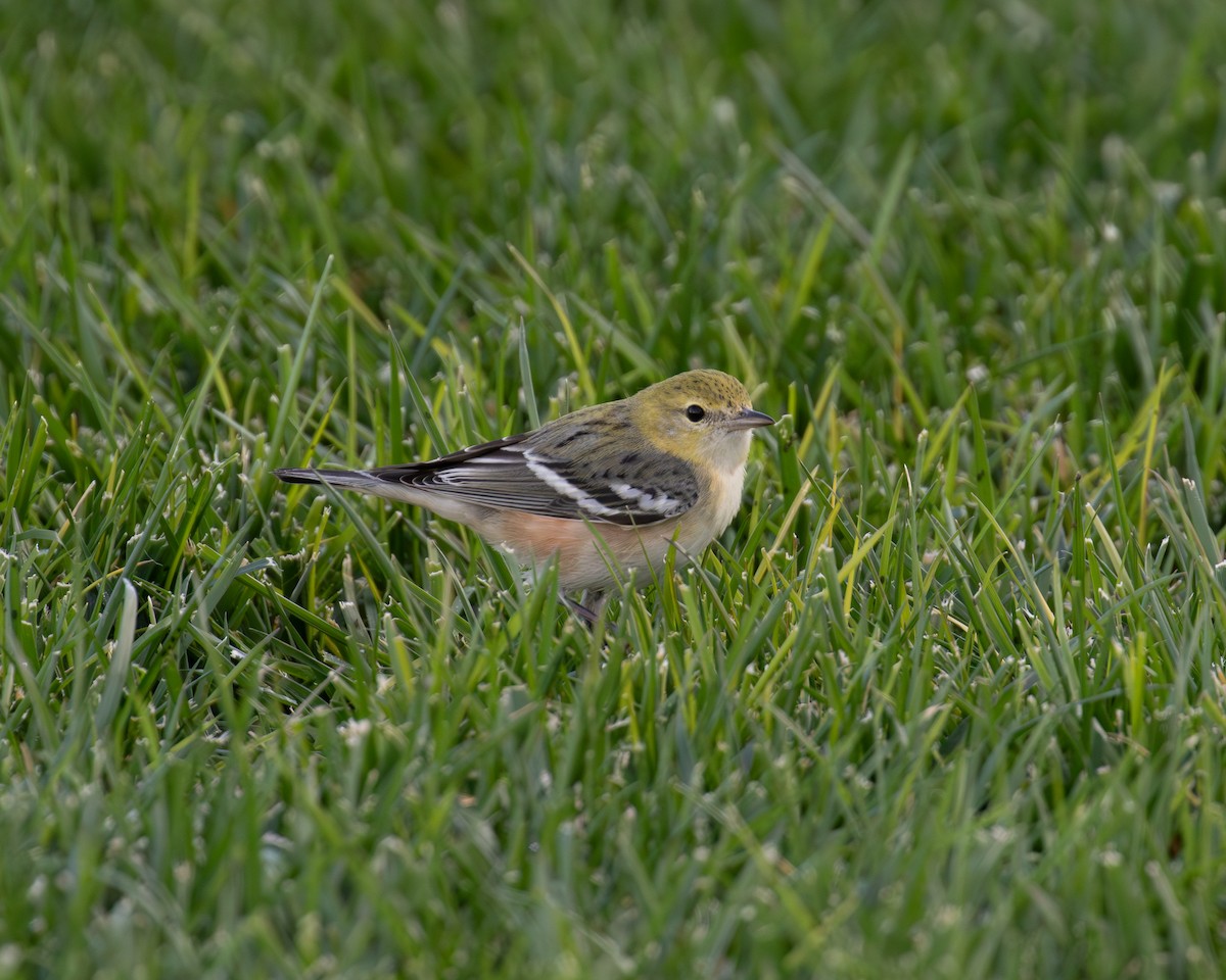 Bay-breasted Warbler - ML646077241