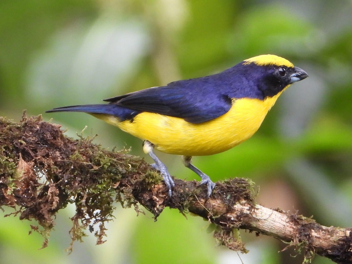 Thick-billed Euphonia - ML646077243