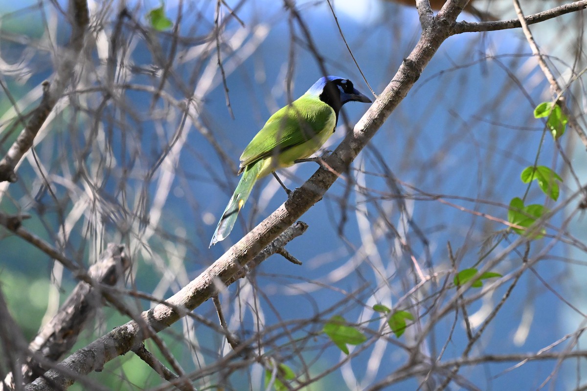 Inkablaurabe - ML646077250