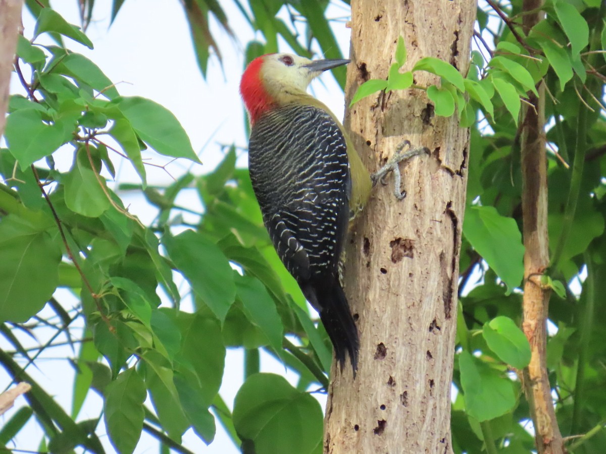 Jamaican Woodpecker - ML646077253