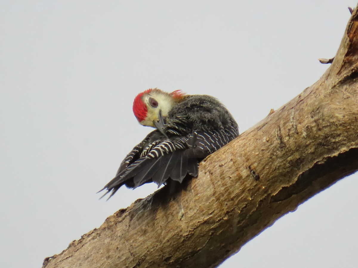 Jamaican Woodpecker - ML646077254