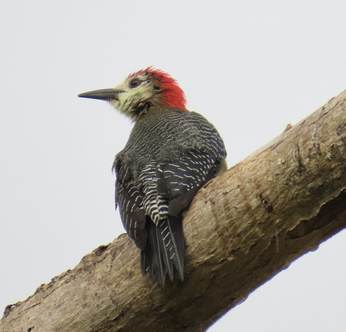 Jamaican Woodpecker - ML646077255