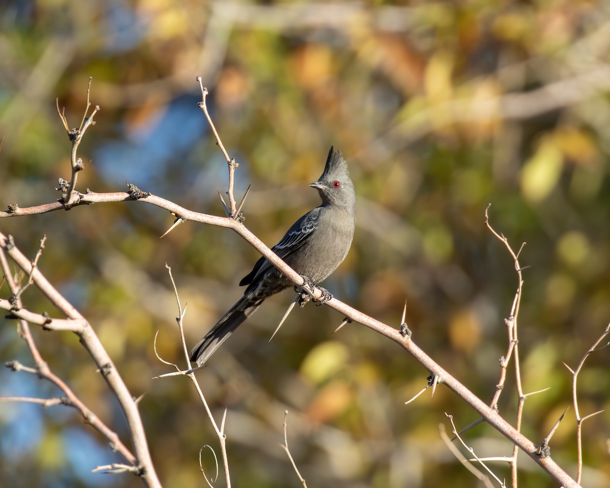 Phainopepla - ML646077256