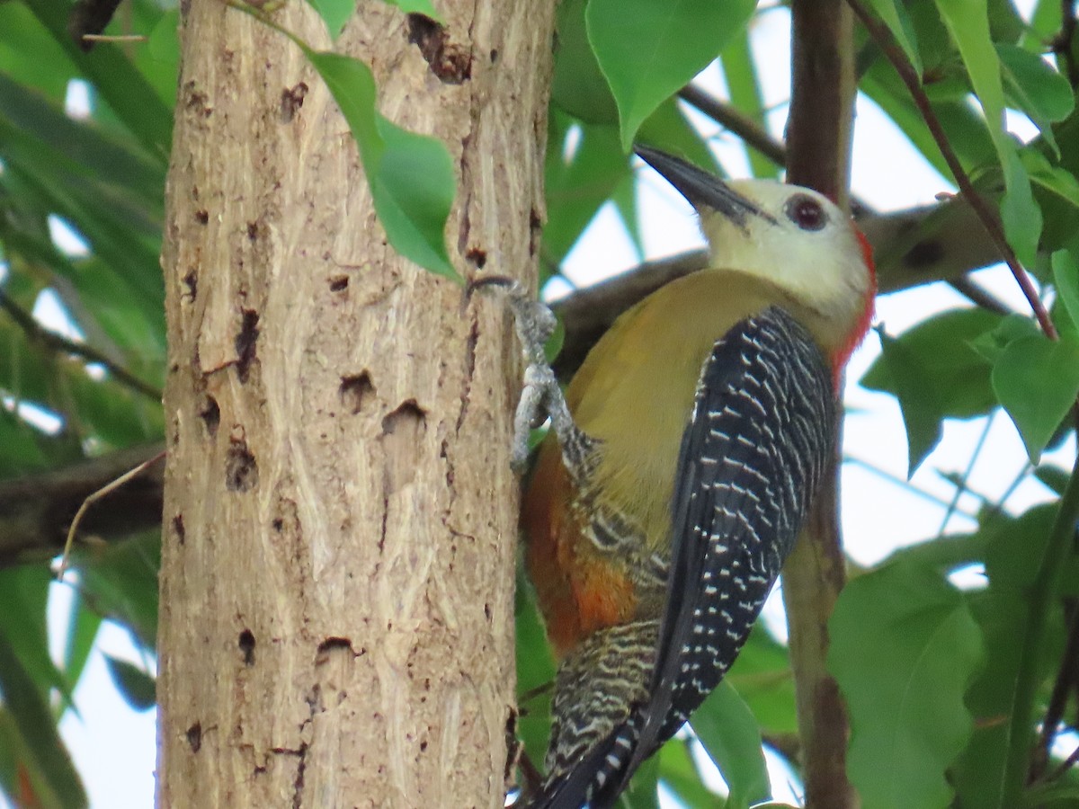 Jamaican Woodpecker - ML646077257