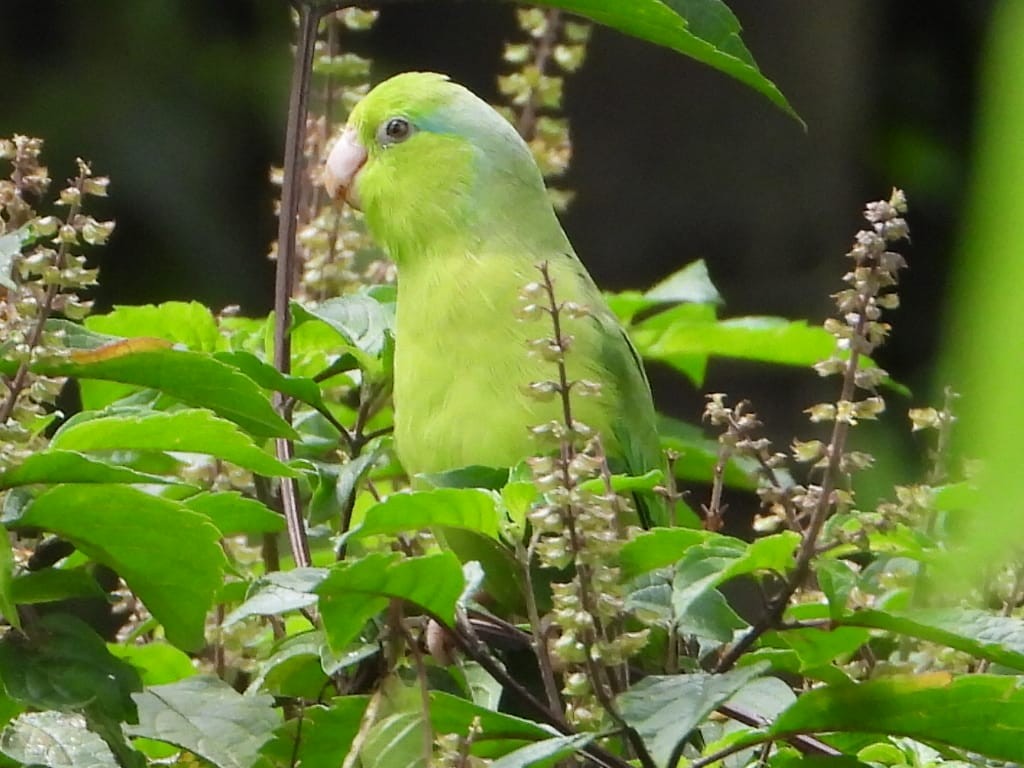 Pacific Parrotlet - ML646077261
