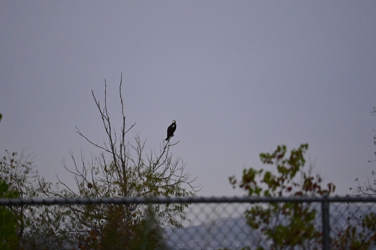 Osprey - ML646077264