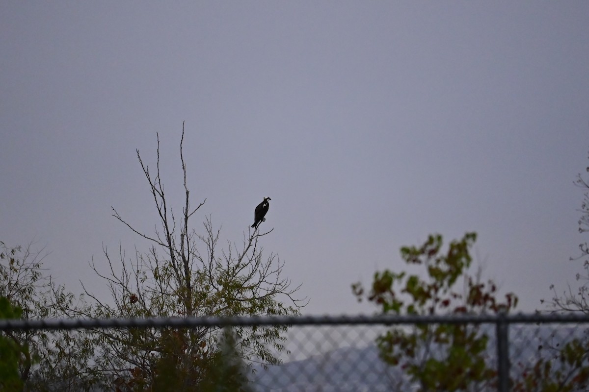 Osprey - ML646077265