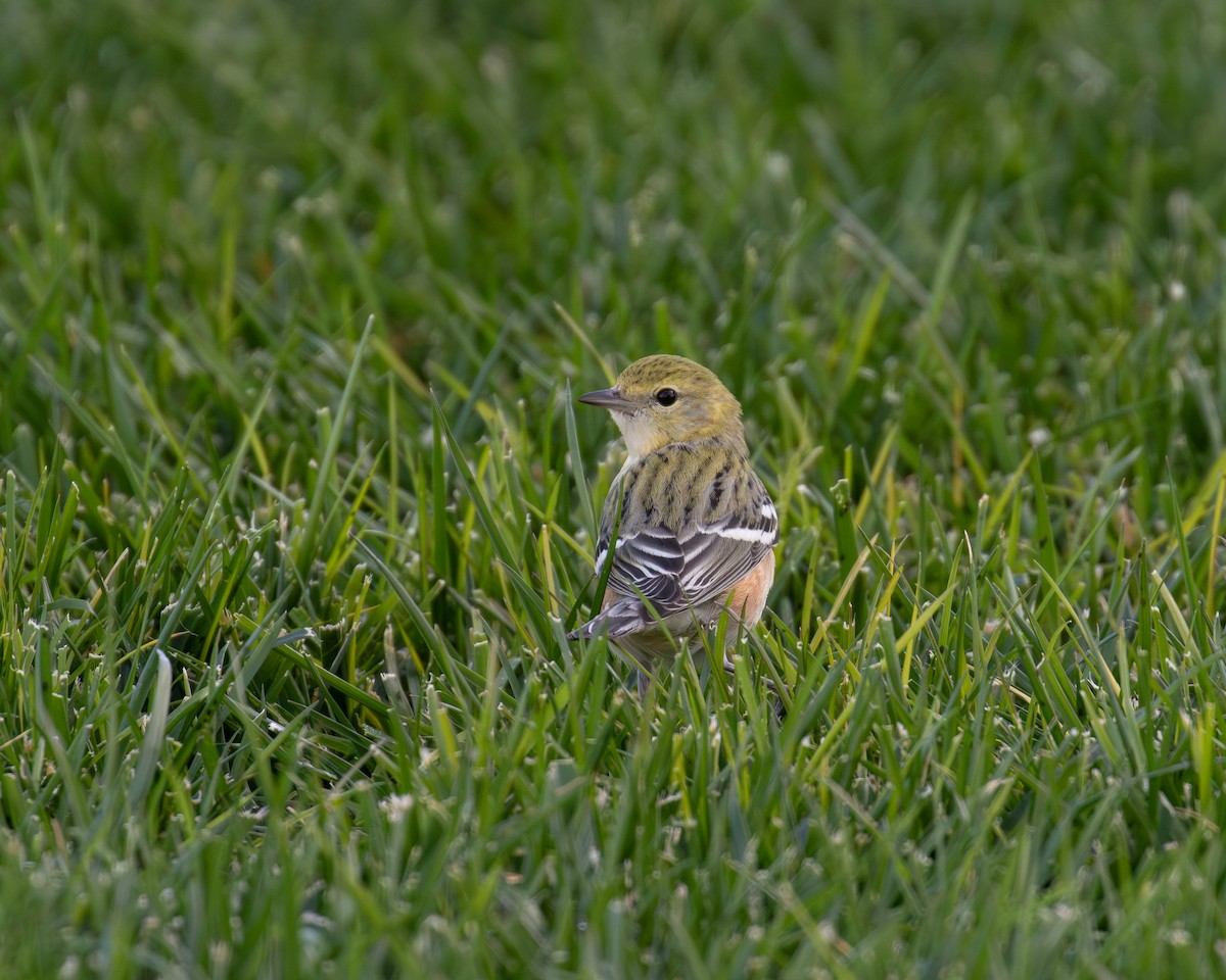 Bay-breasted Warbler - ML646077267