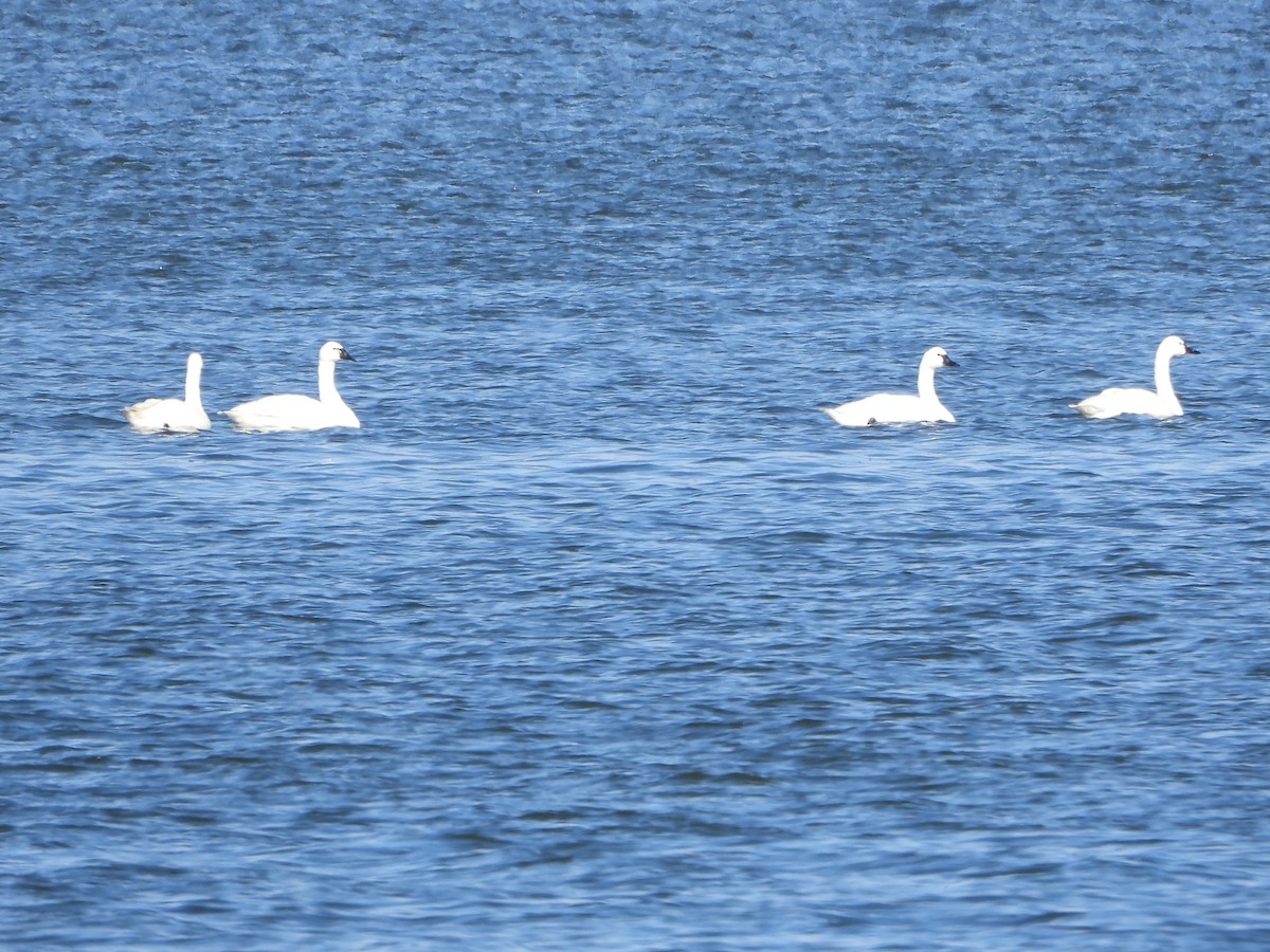 小天鵝 - ML646077268