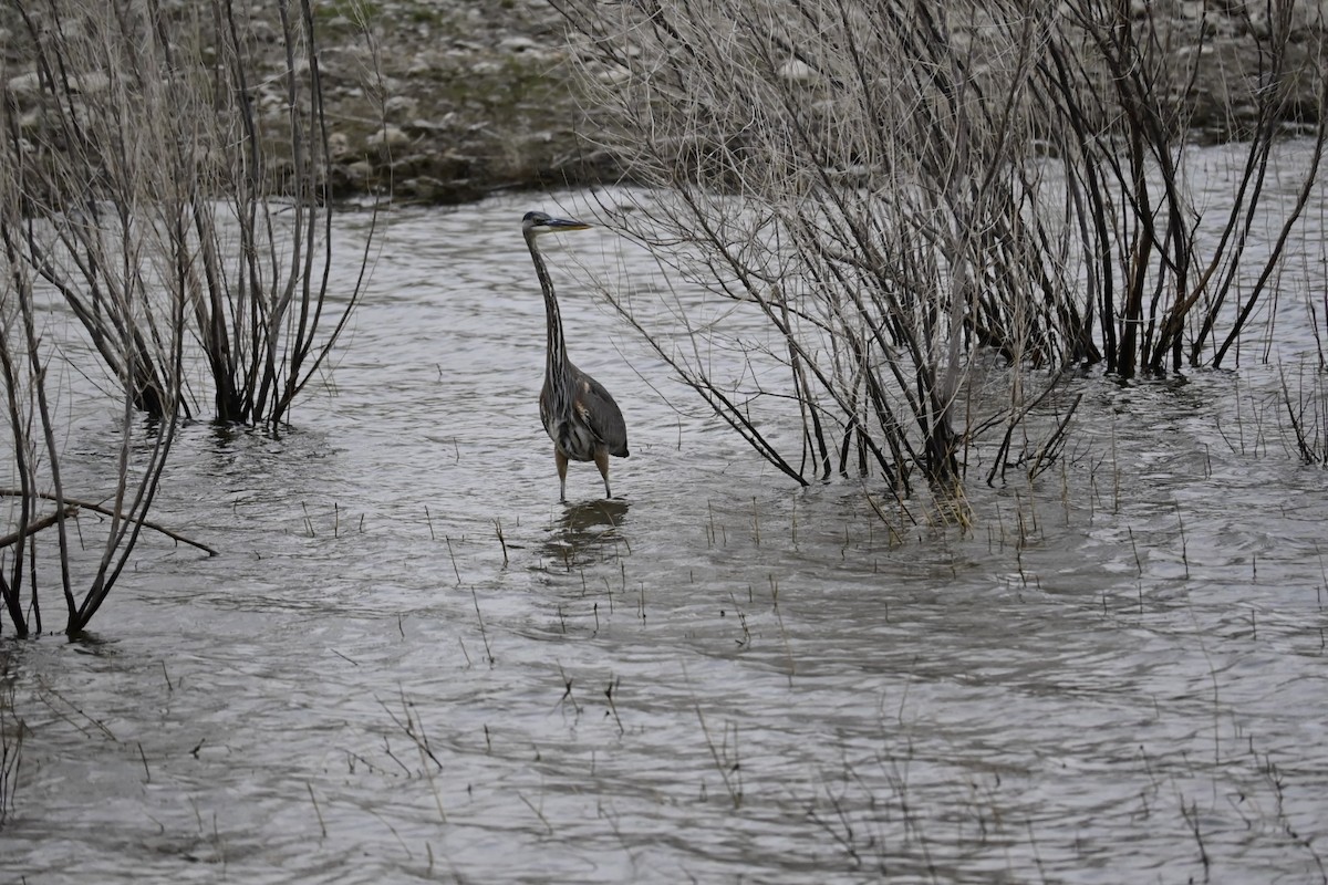 Great Blue Heron - ML646077279