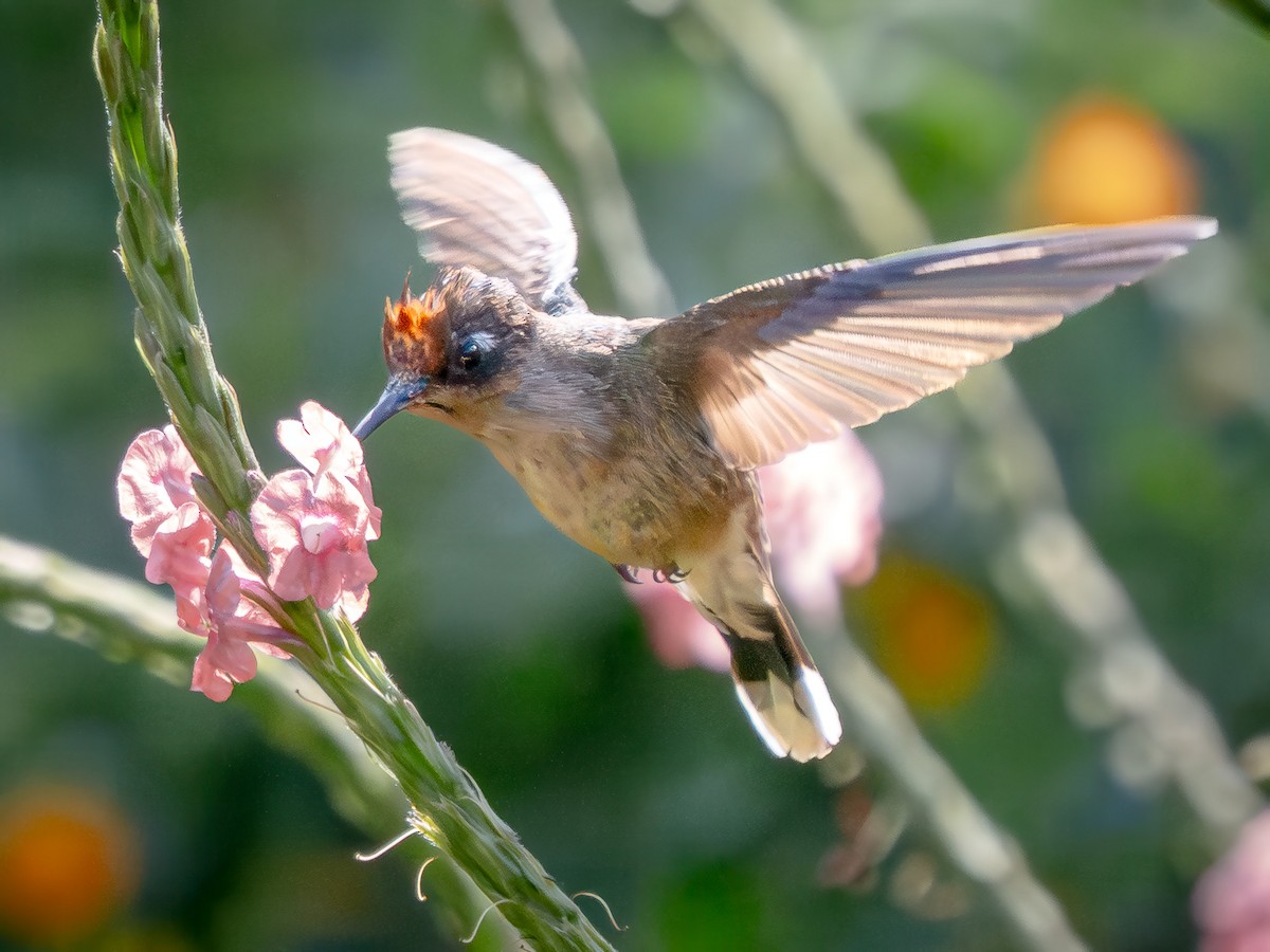 Tolima Blossomcrown - ML646077280