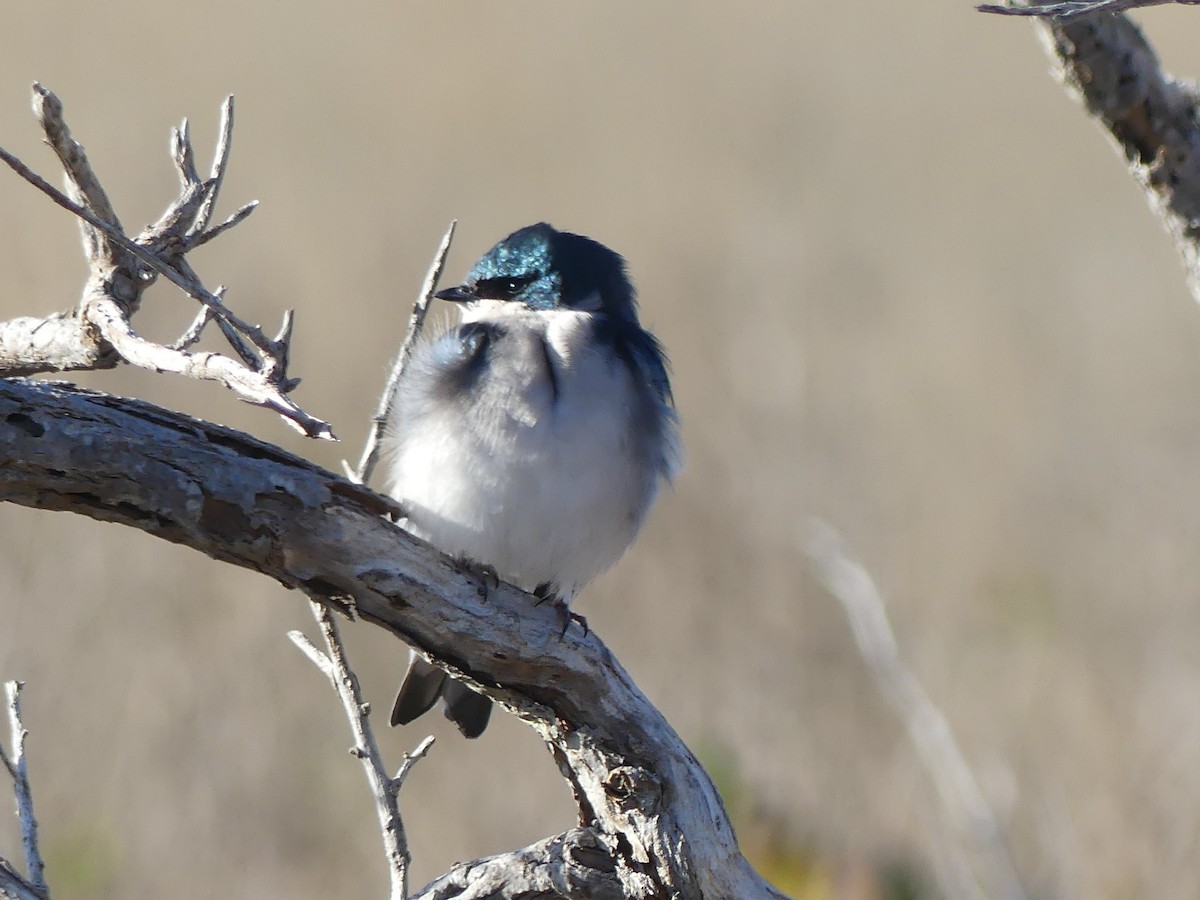 ミドリツバメ - ML646077281