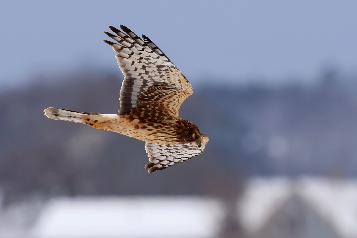 Northern Harrier - ML646077284