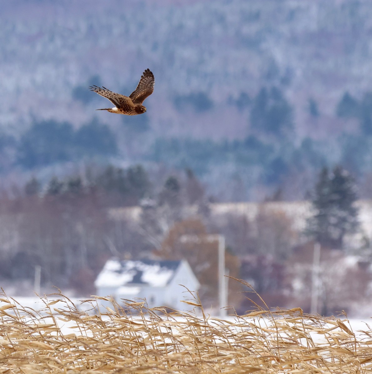 Northern Harrier - ML646077285