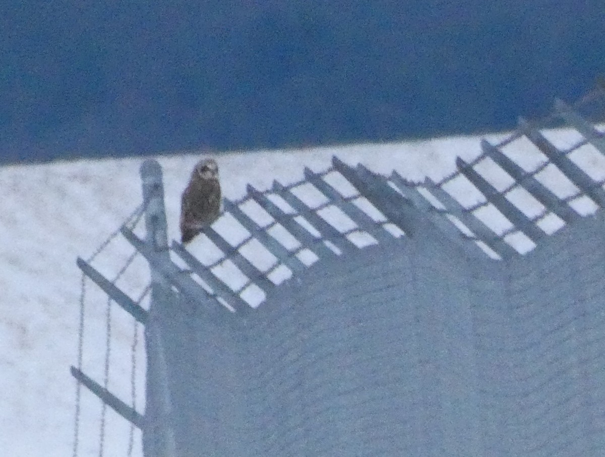 Short-eared Owl - ML646077291