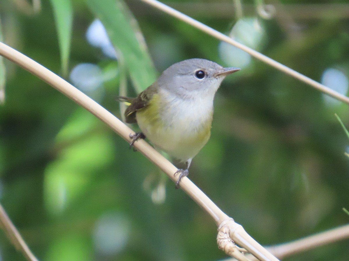 סבכון חכלילי - ML646077293