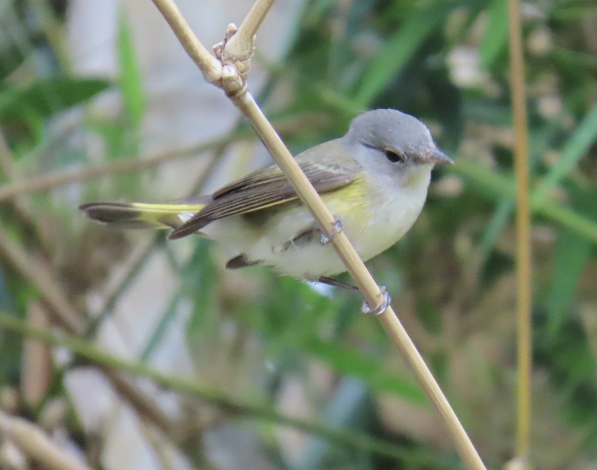 סבכון חכלילי - ML646077294