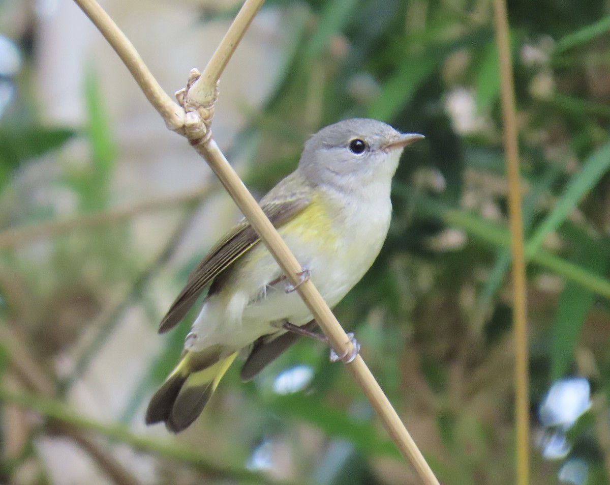 סבכון חכלילי - ML646077295