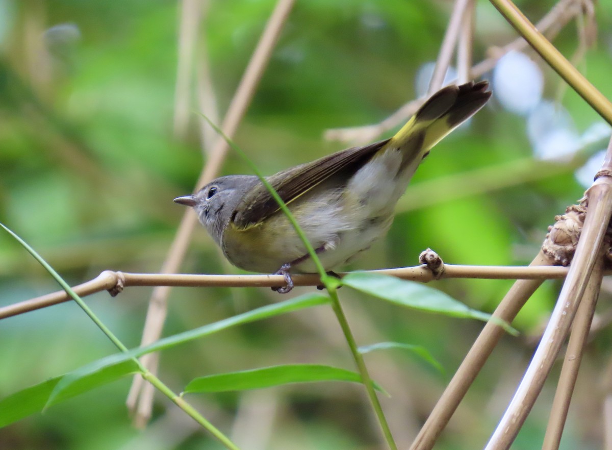 סבכון חכלילי - ML646077296
