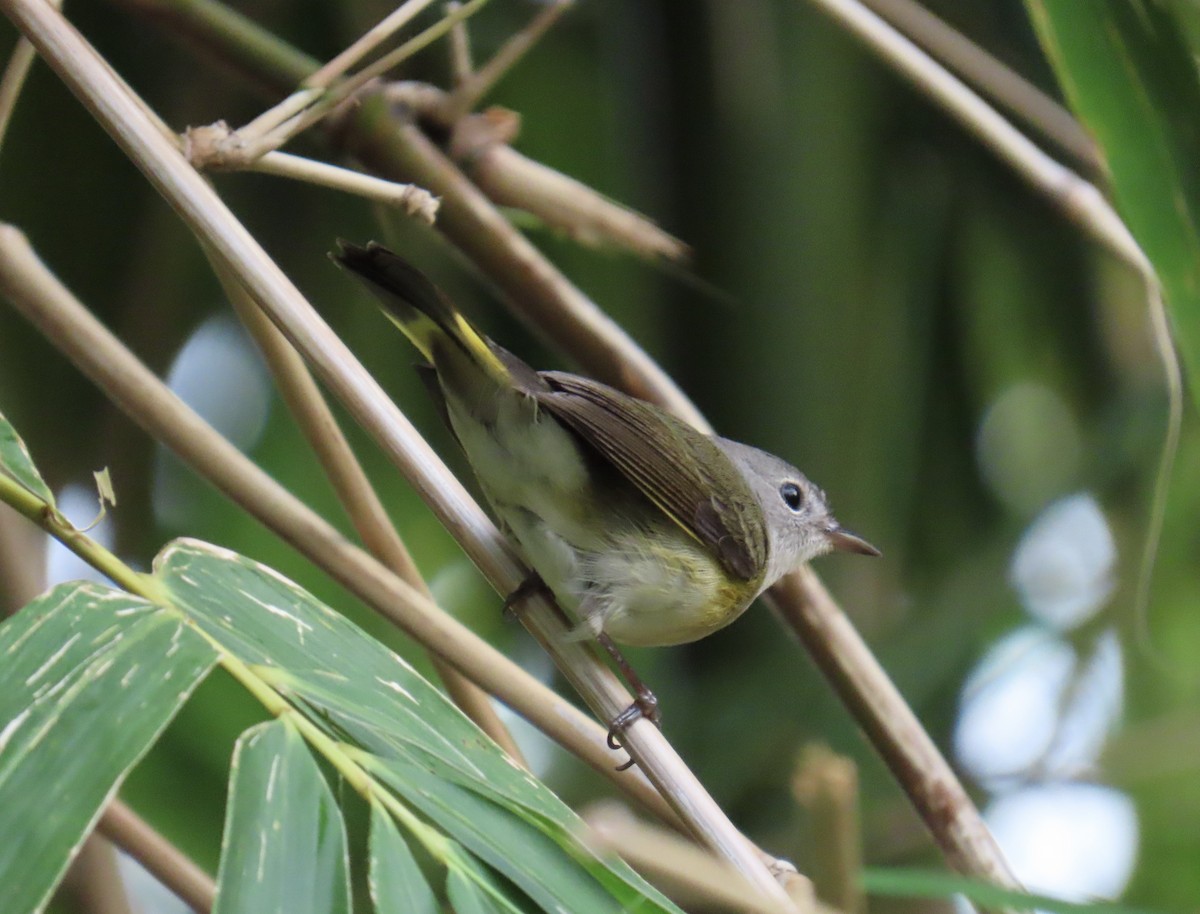 סבכון חכלילי - ML646077297