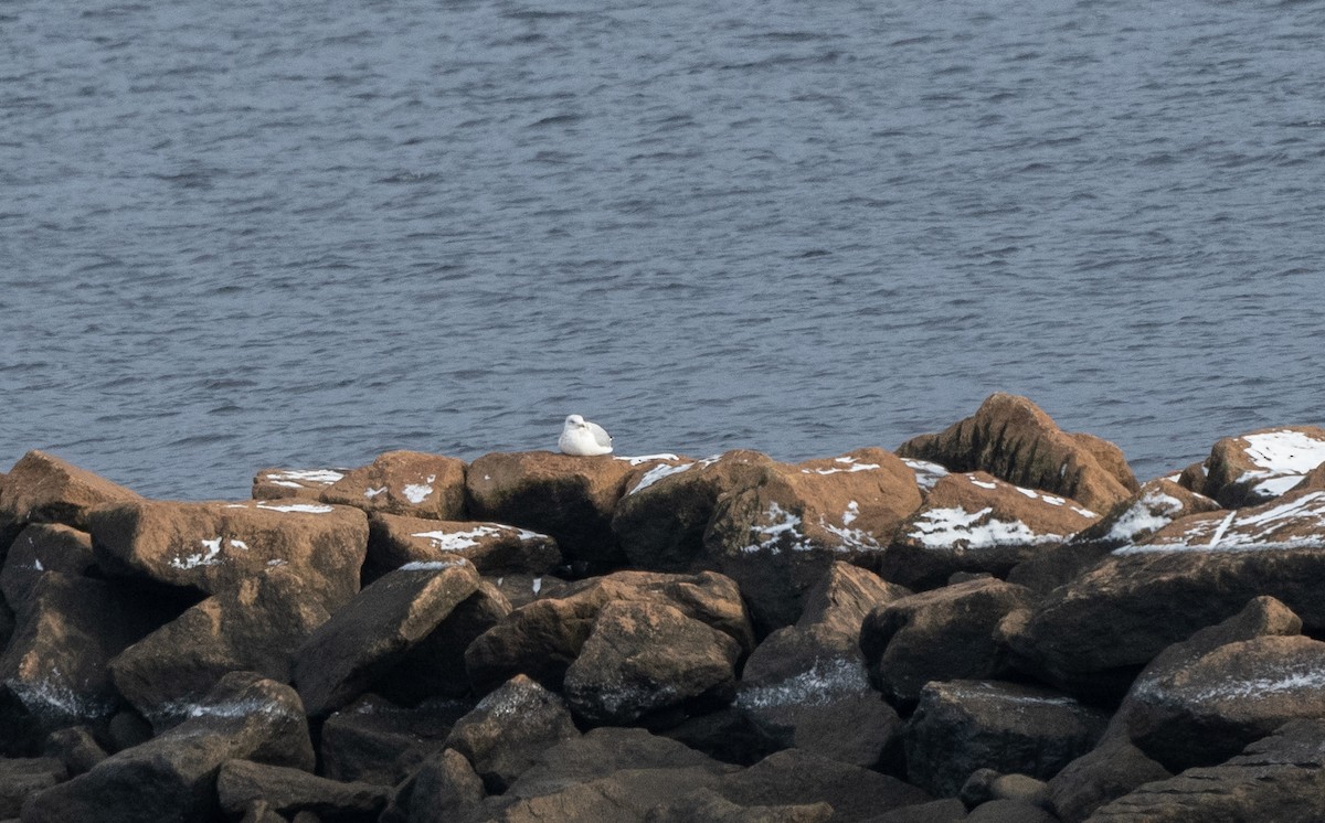 Iceland Gull - ML646077300