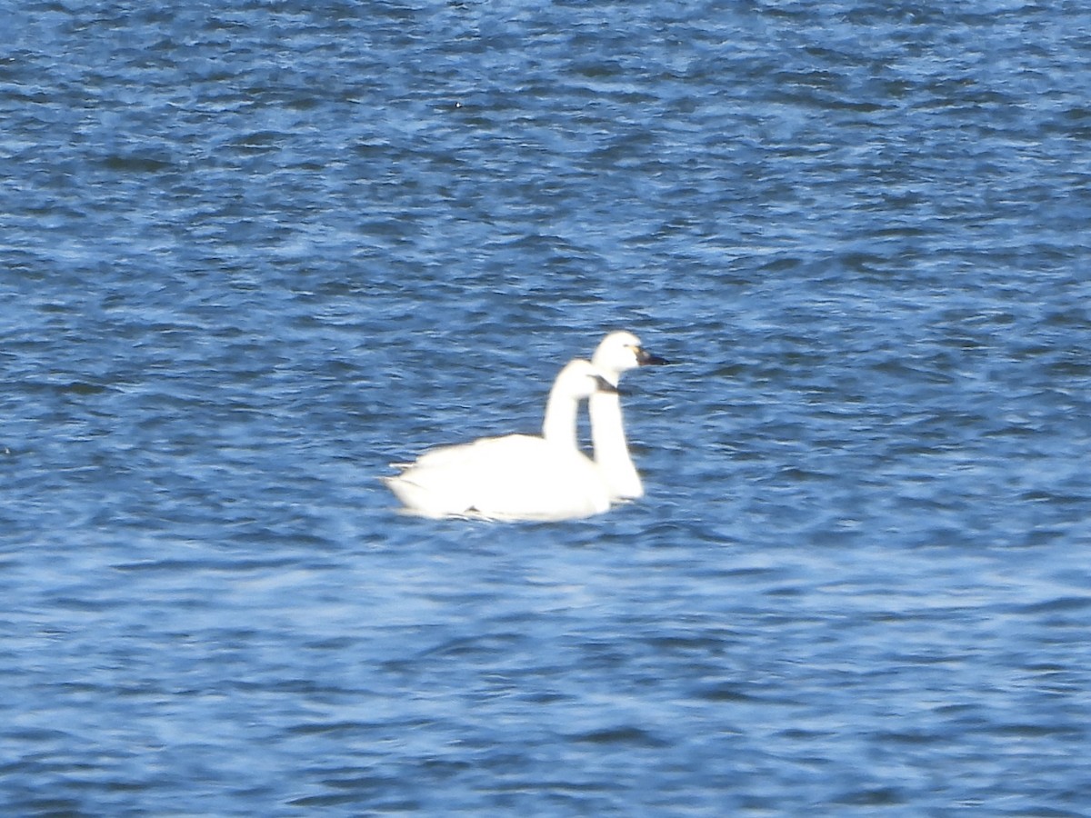 小天鵝 - ML646077307