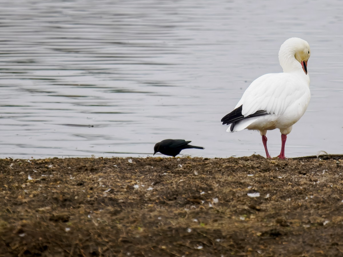 Brewer's Blackbird - ML646077308