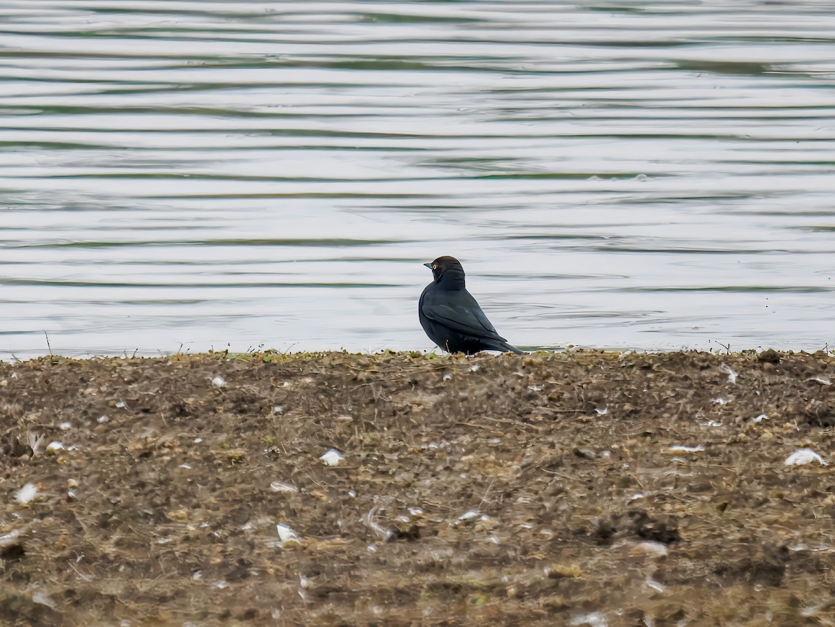Brewer's Blackbird - ML646077309
