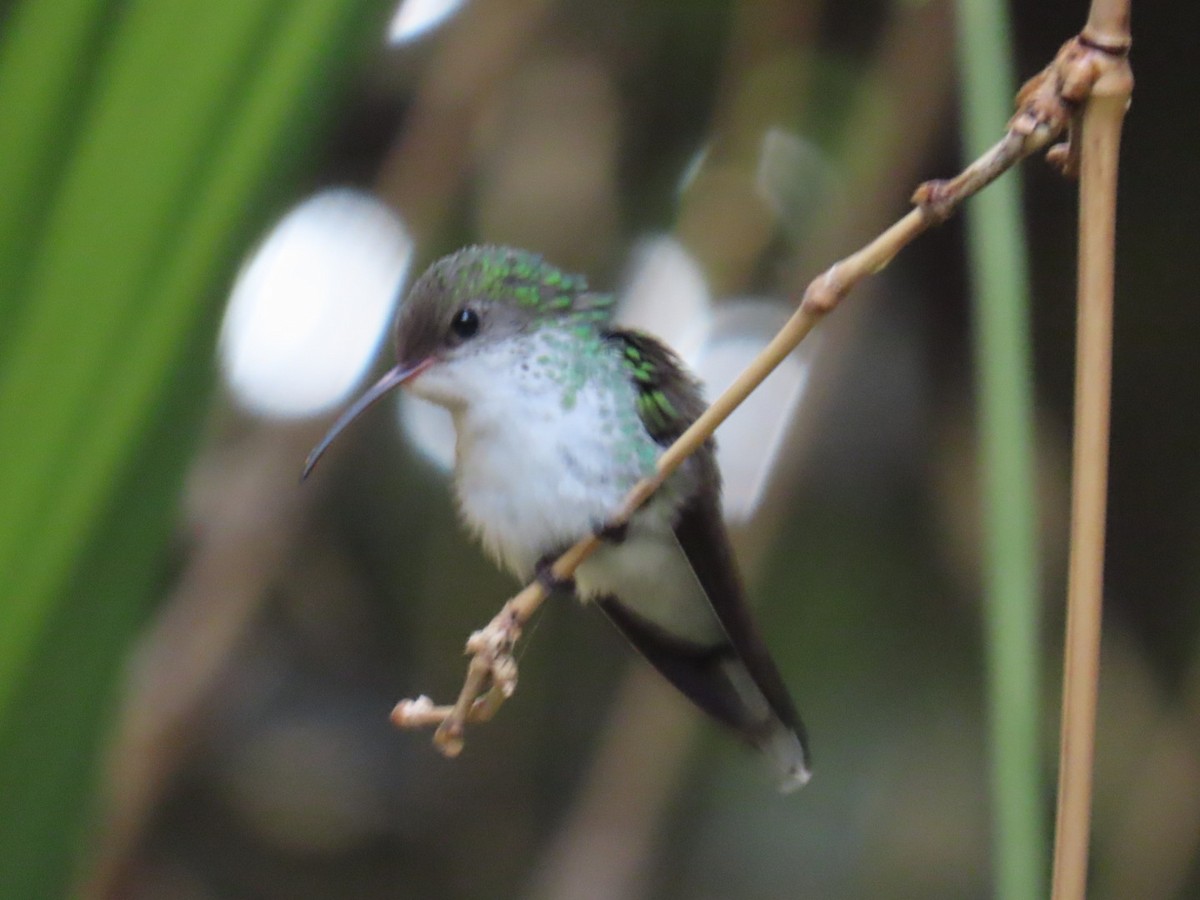 Red-billed Streamertail - ML646077312