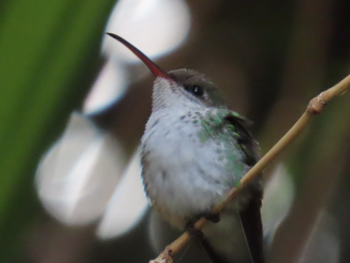 Red-billed Streamertail - ML646077313