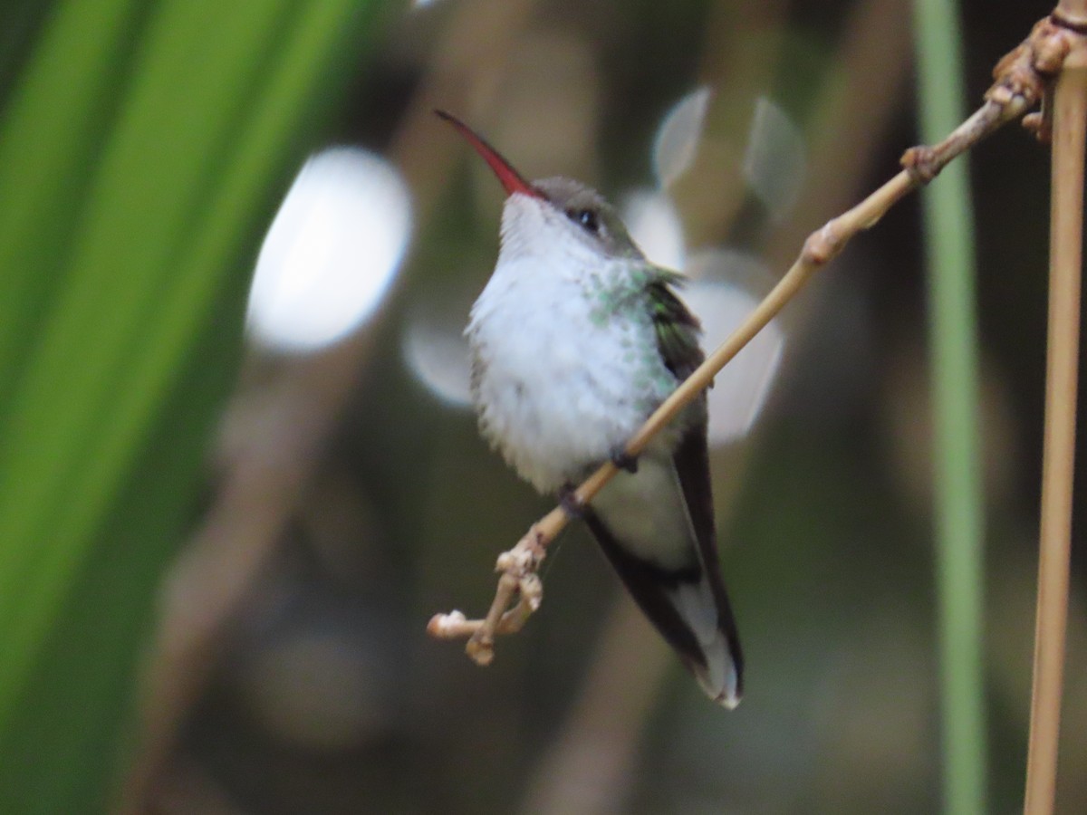 Red-billed Streamertail - ML646077314