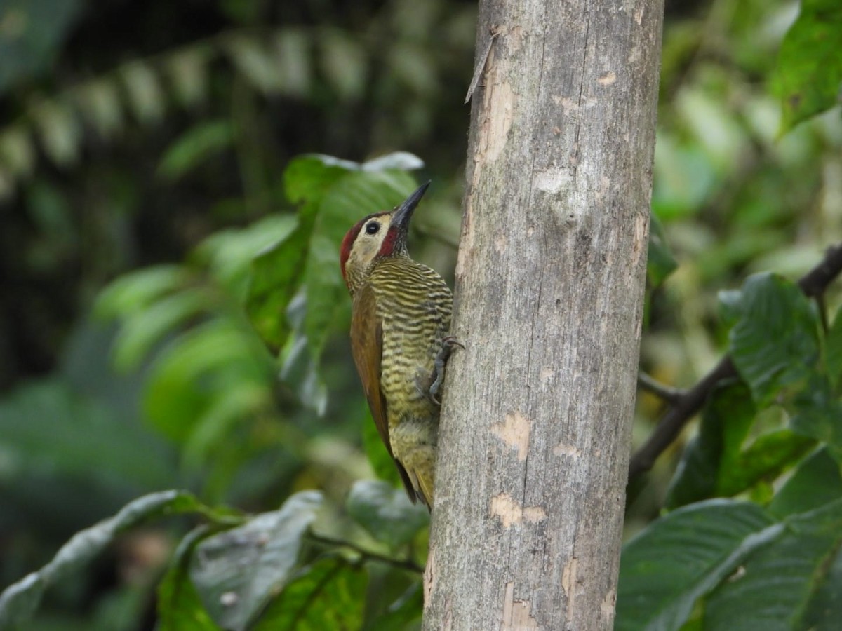 Golden-olive Woodpecker - ML646077315