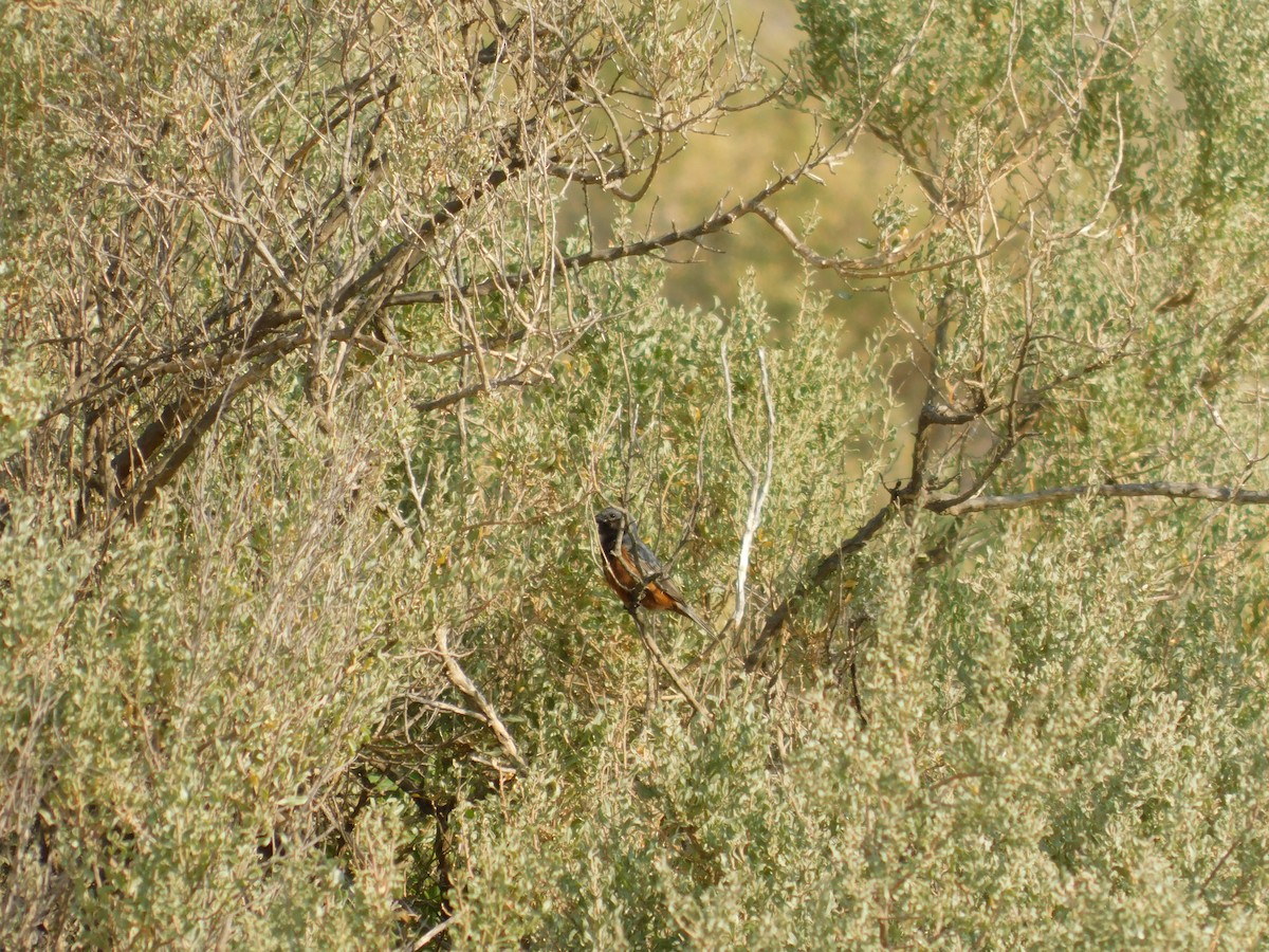 ノドグロヒメウソ - ML646077323