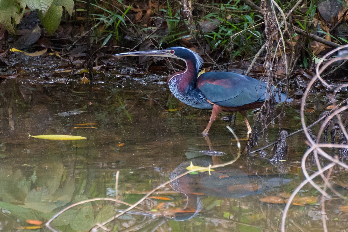 Agami Heron - ML646077325