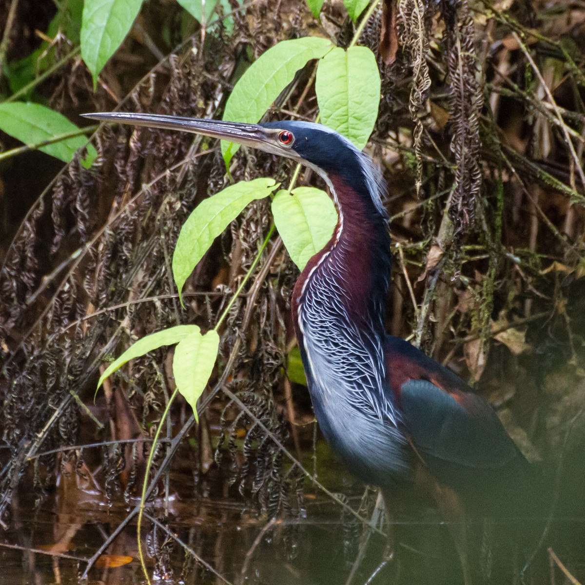 Agami Heron - ML646077326