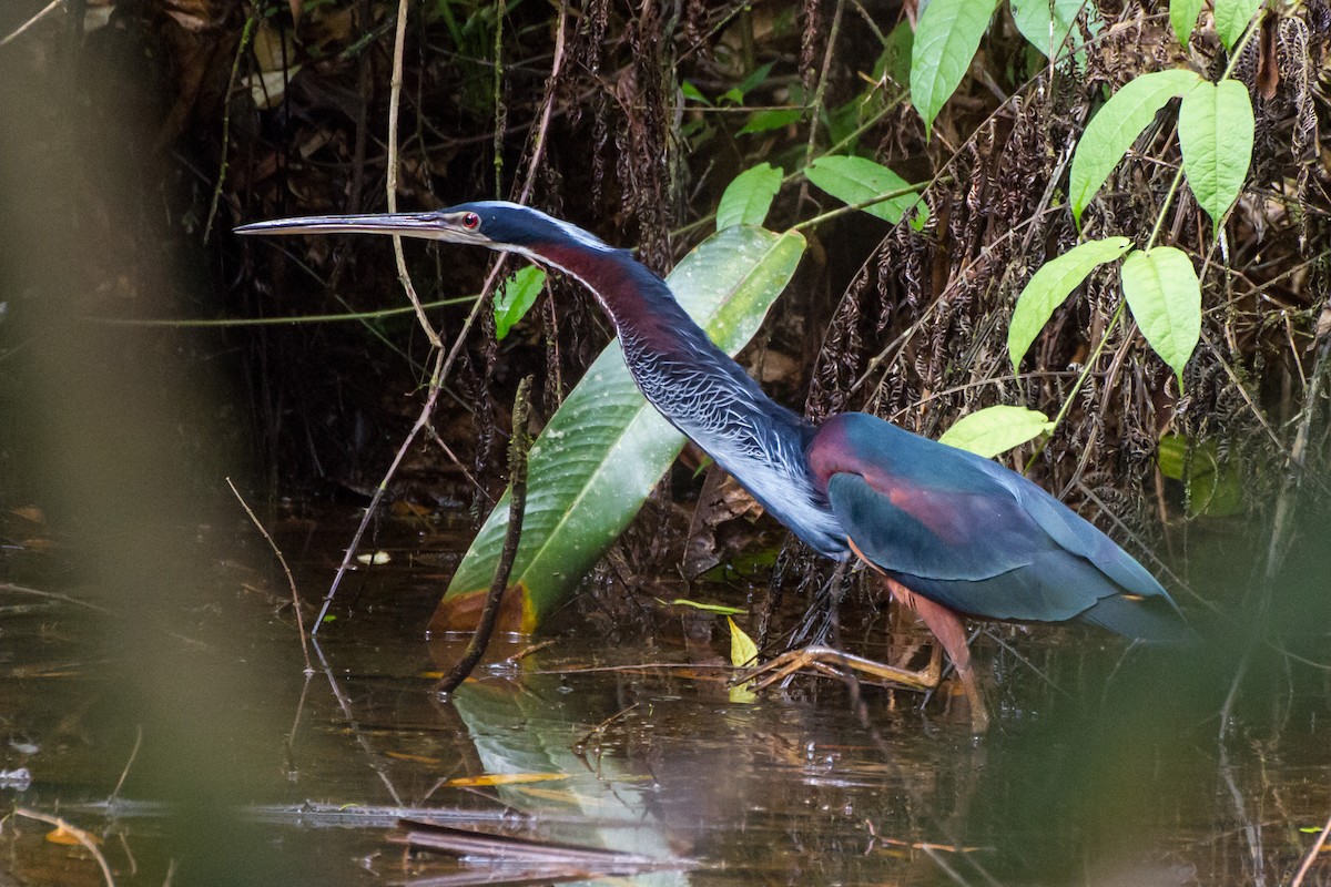 Agami Heron - ML646077327