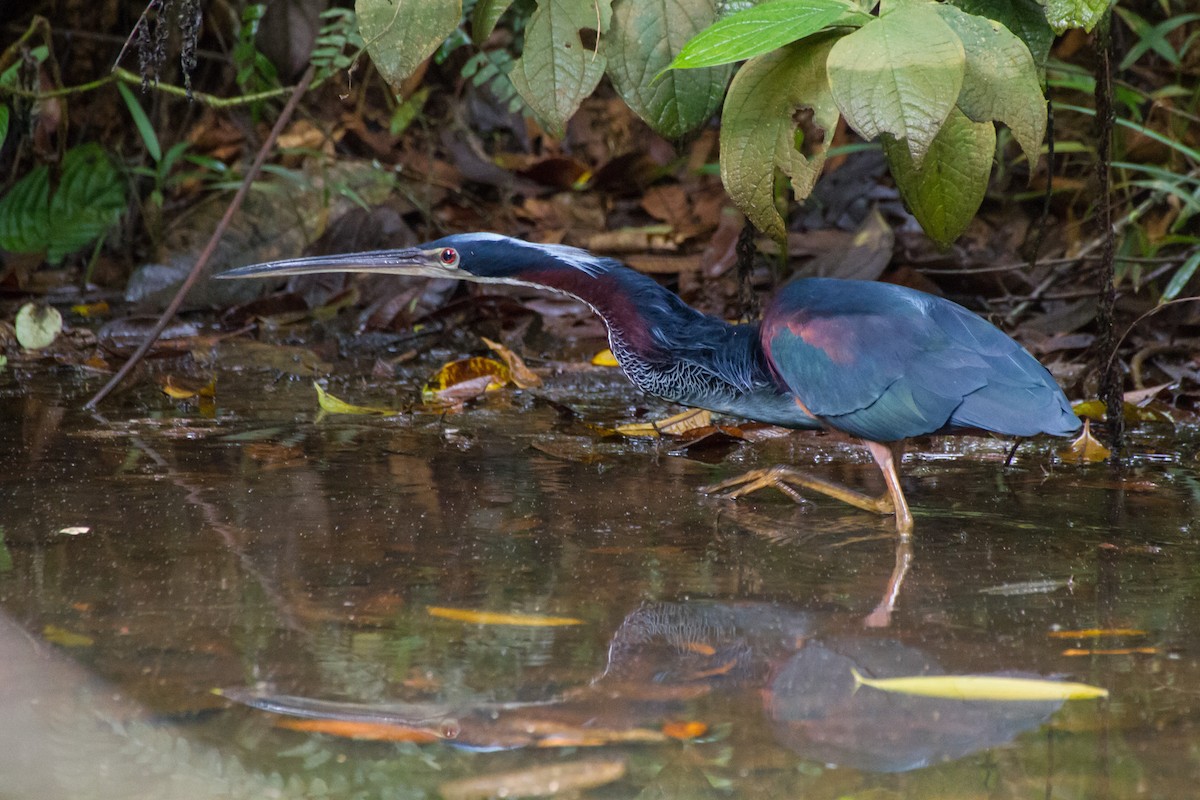 Agami Heron - ML646077328