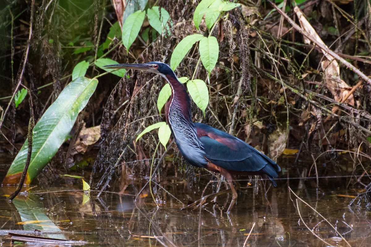 Agami Heron - ML646077329