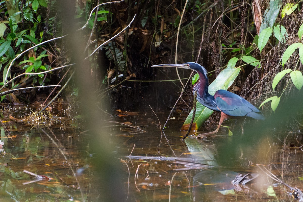 Agami Heron - ML646077330