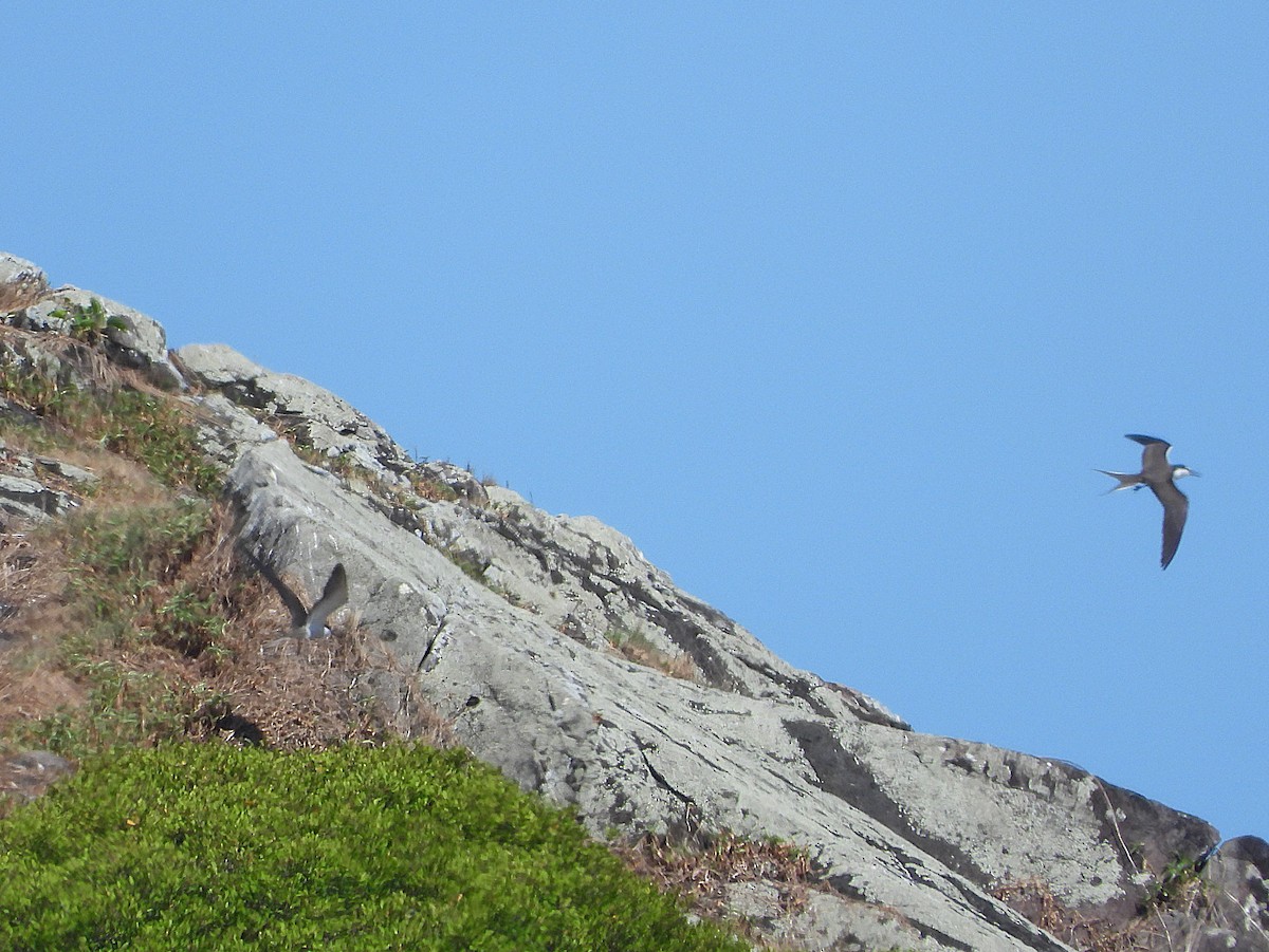 Sterne bridée - ML646077344