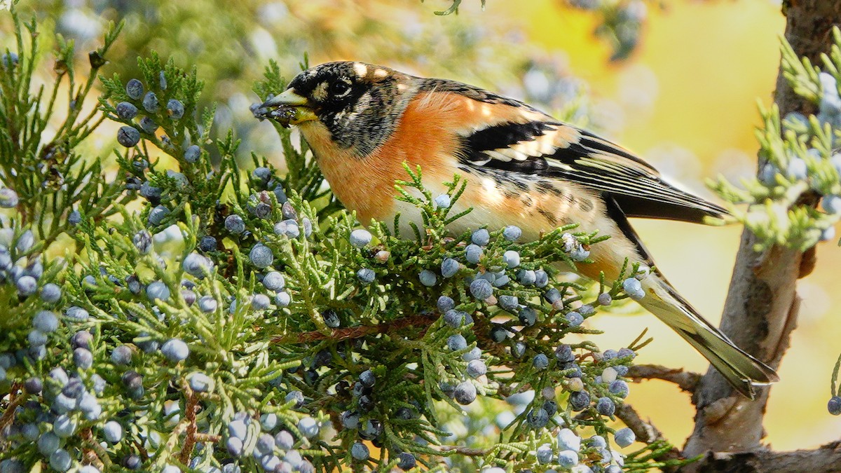 Brambling - ML646077348