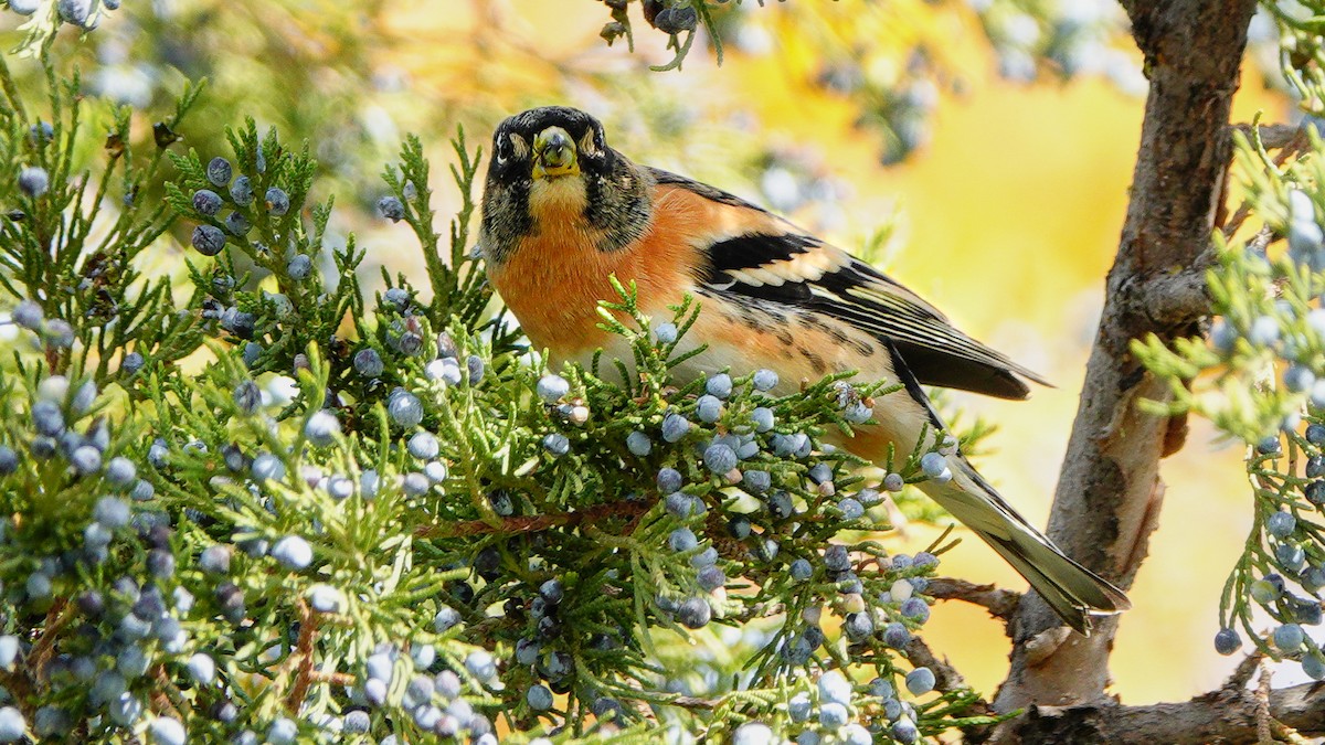 Brambling - ML646077349