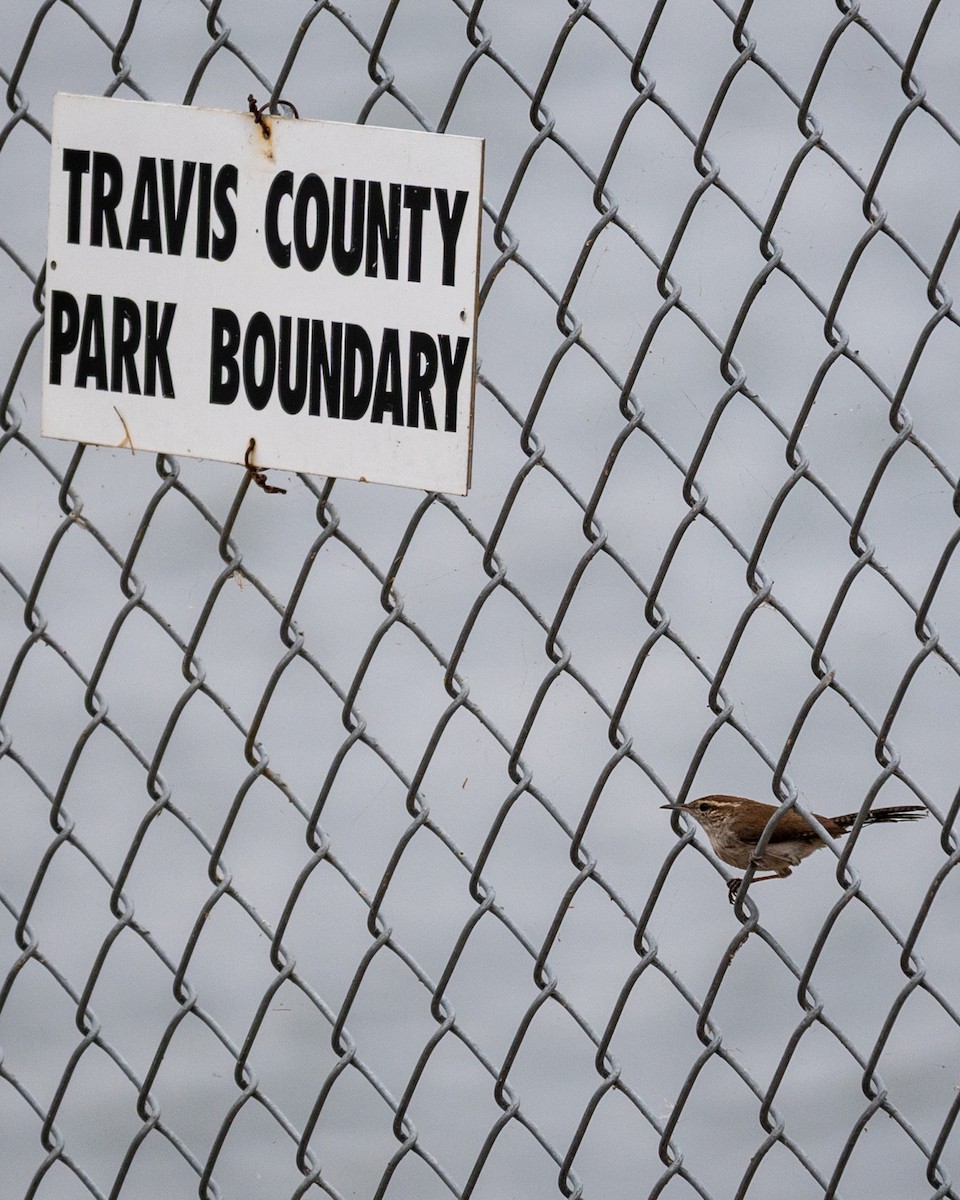 Bewick's Wren - ML646077351