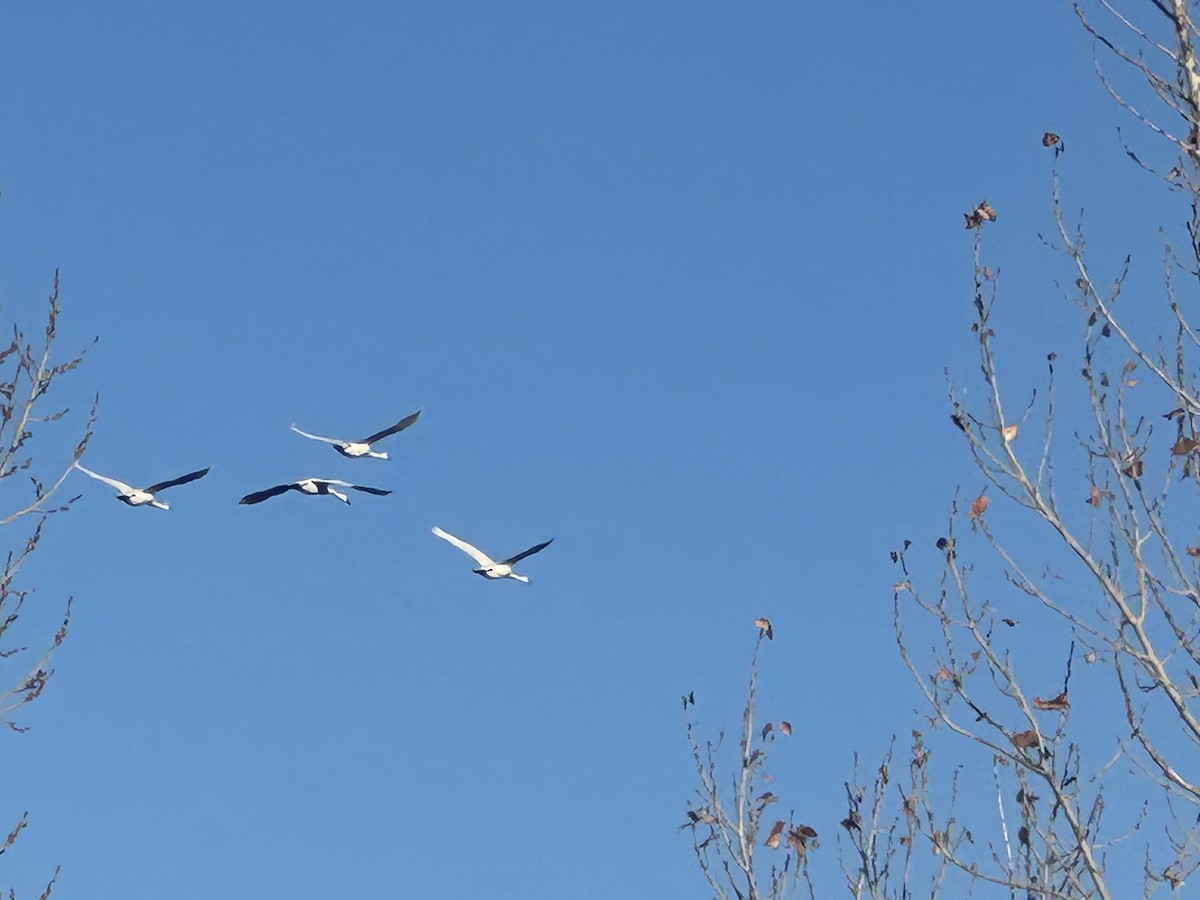 Tundra Swan - ML646077353