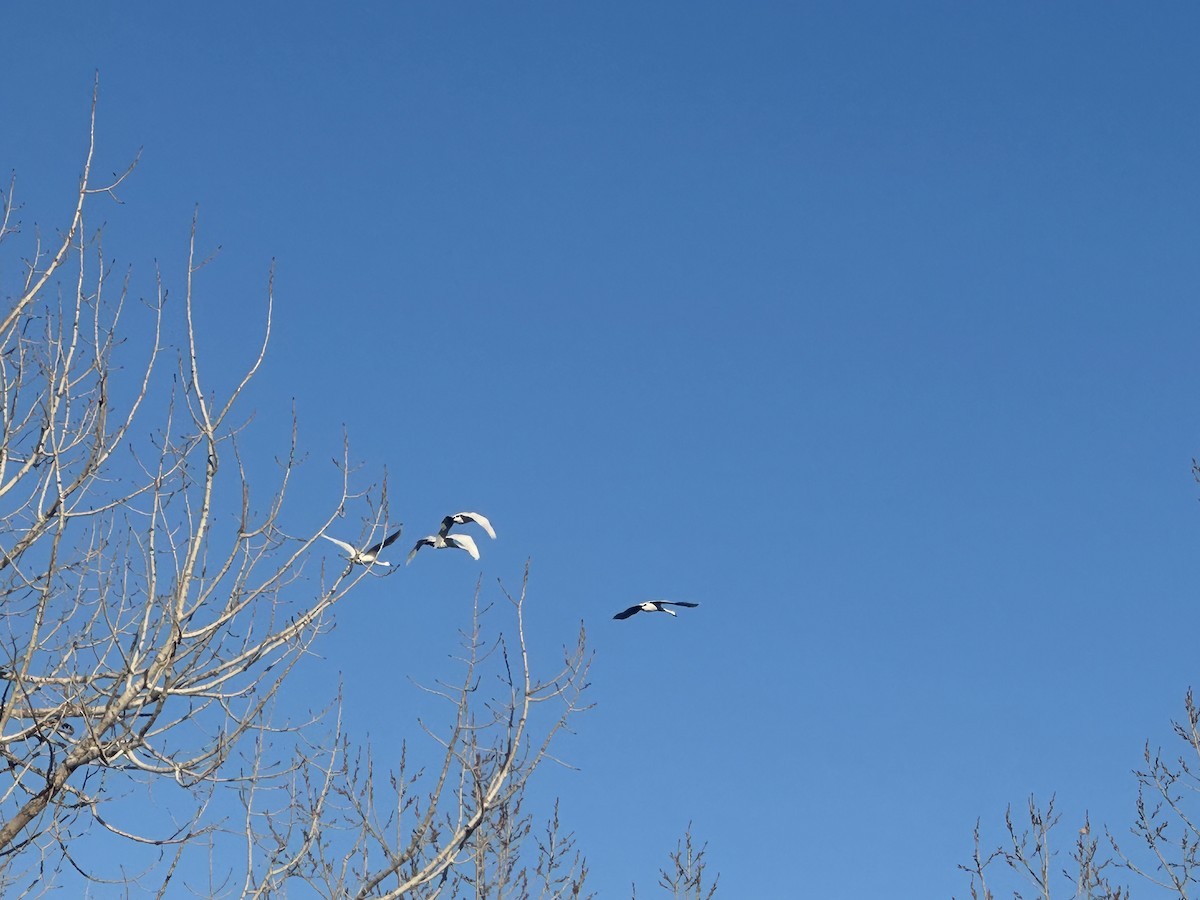 Tundra Swan - ML646077354